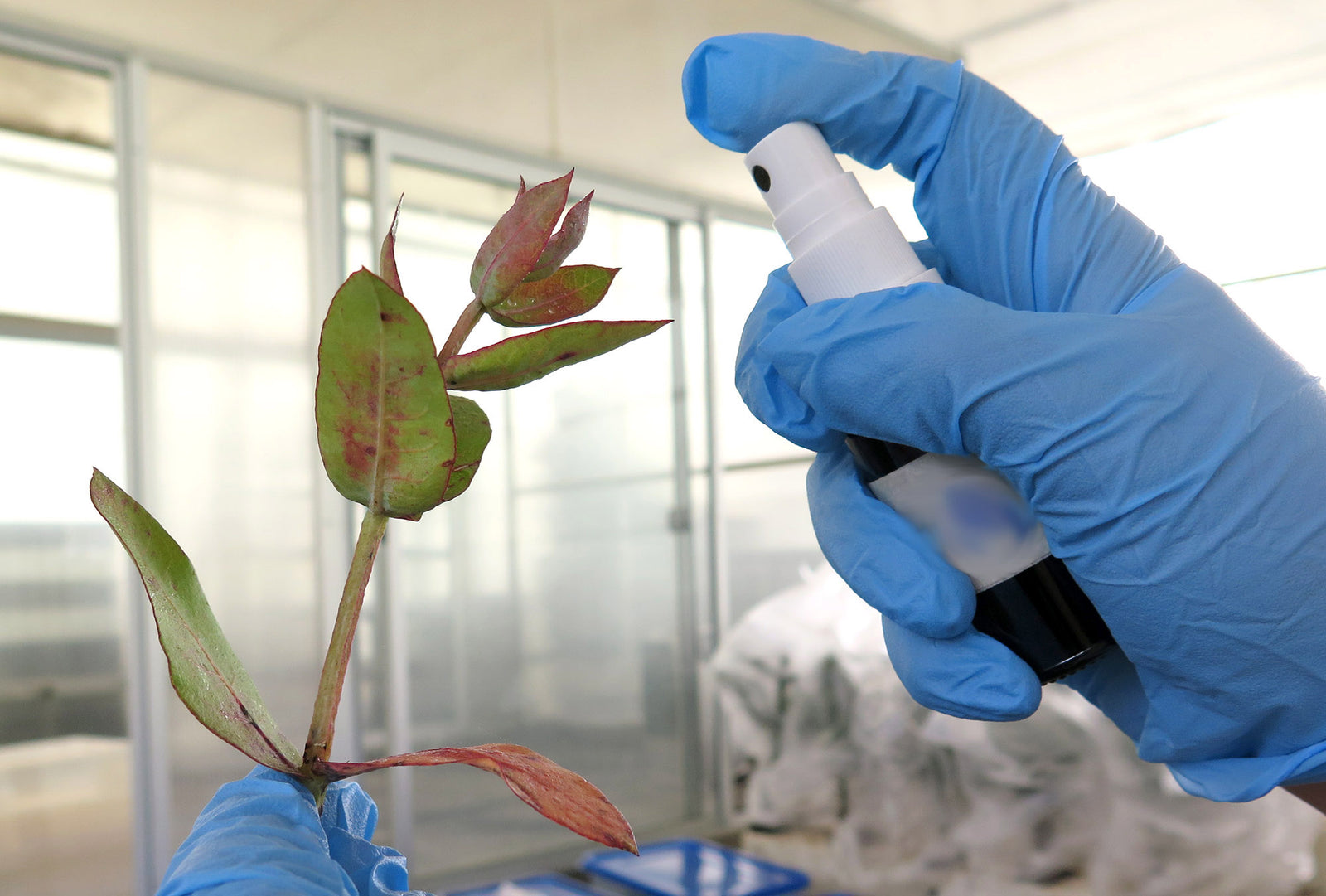 Científicos del Centro de Biotecnología de la UdeC crean repelente e insecticida a partir de alga chilena