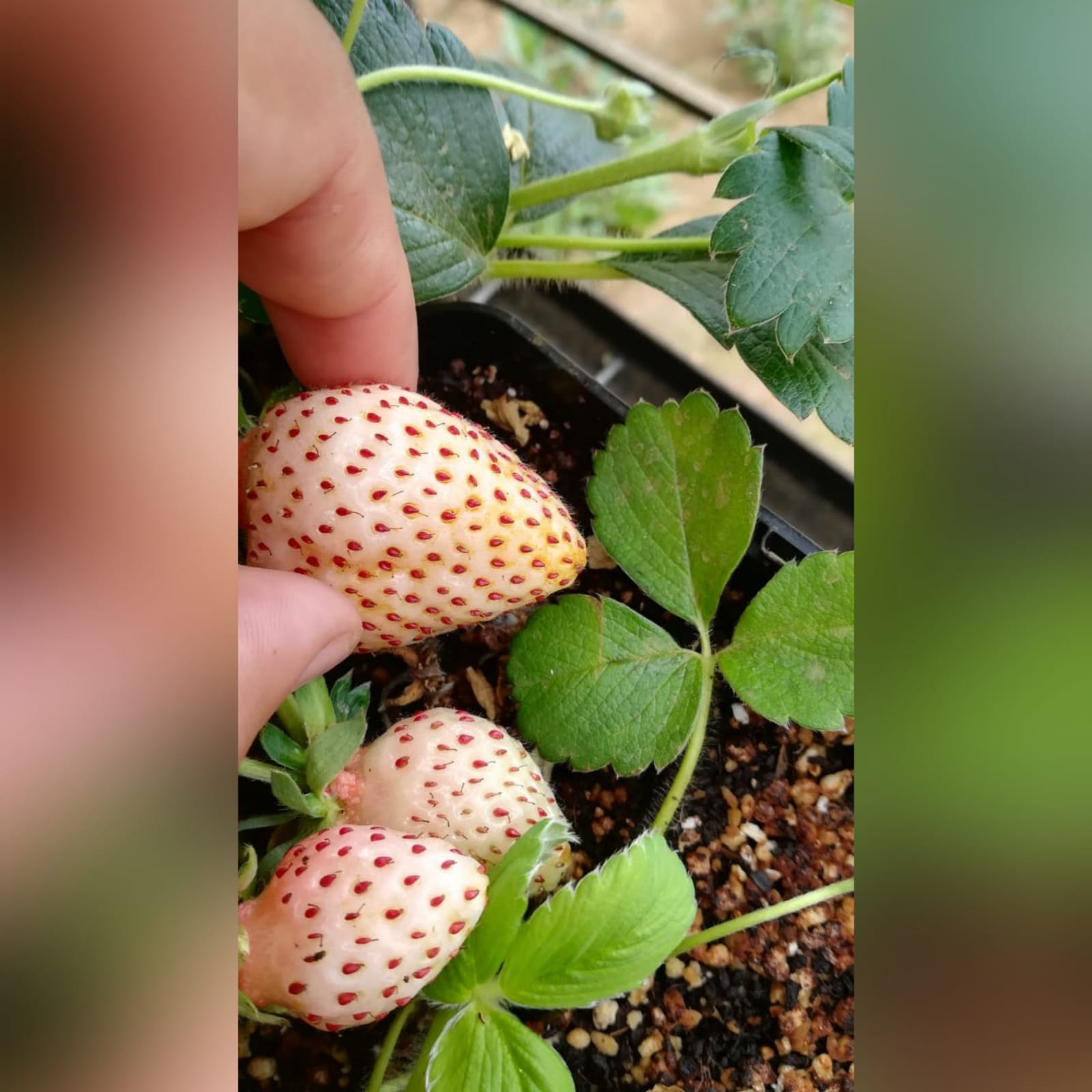 Investigación analizada en el CB-UdeC pone en valor a la frutilla blanca de Nahuelbuta y confirma la importancia de los hongos como fertilizantes naturales