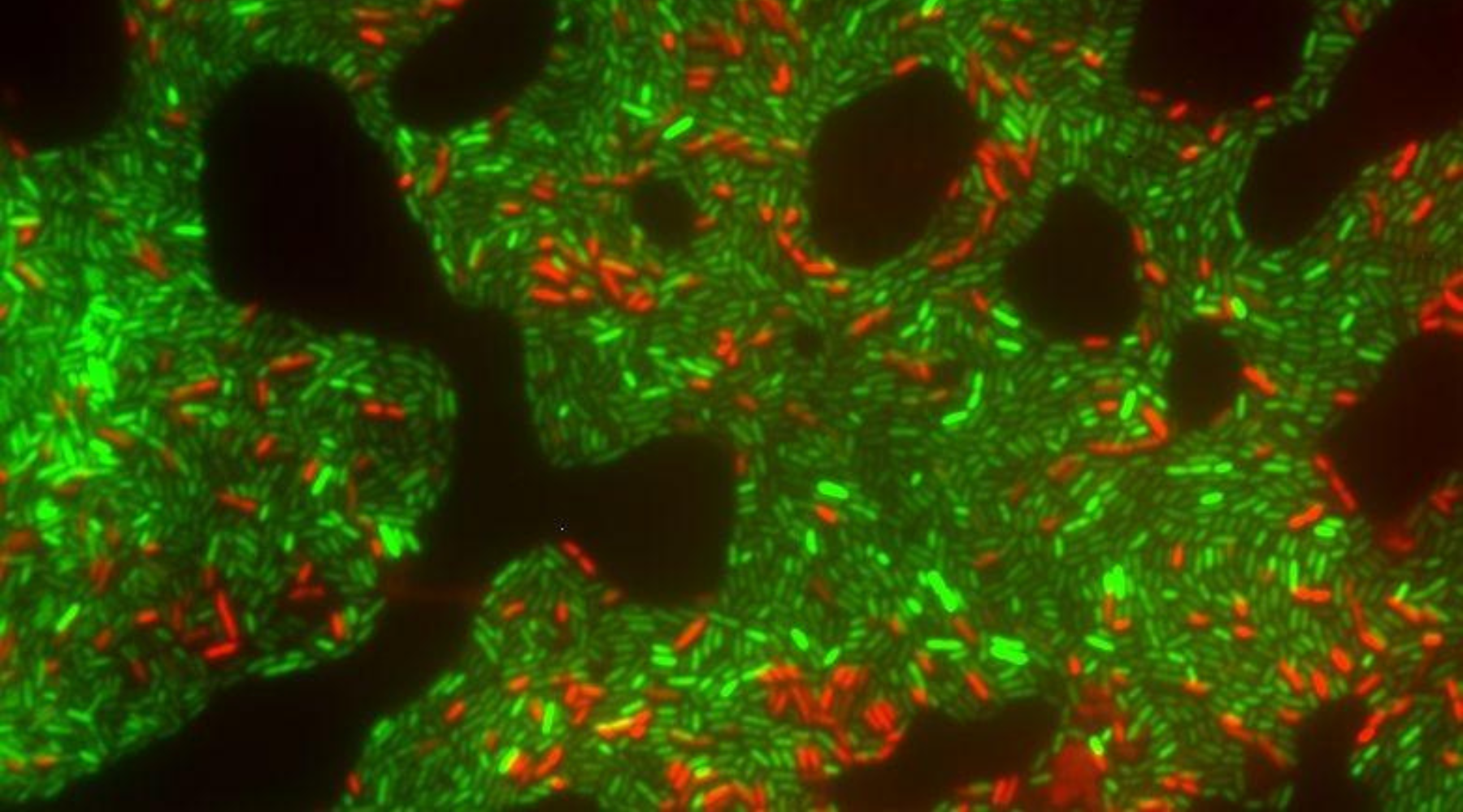 Café Científico de octubre abordará el potencial de las algas para proteger frutas y cultivos