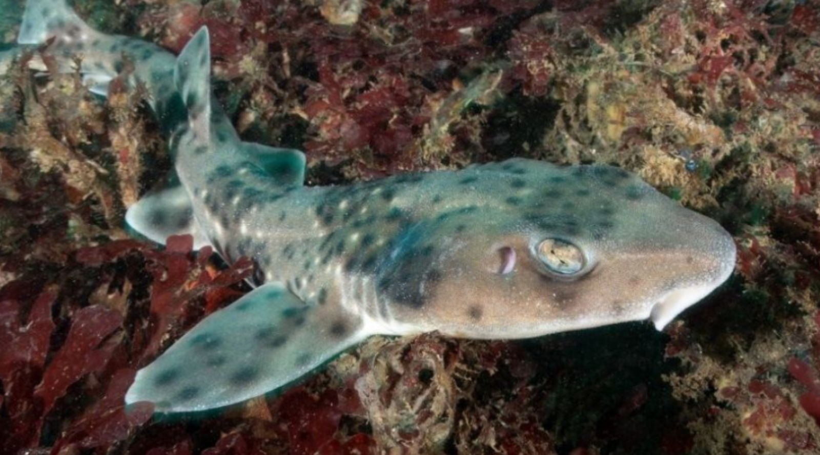 Café Científico invita a descubrir el mundo de delfines y tiburones en una lúdica jornada de divulgación científica