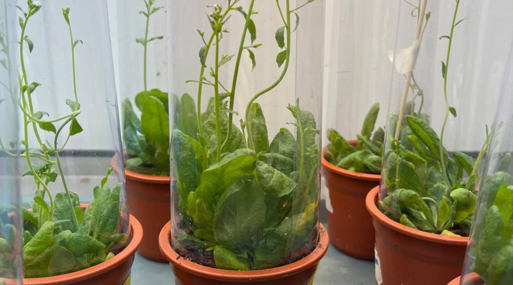 La Bioética será la protagonista en el Café Científico de Julio