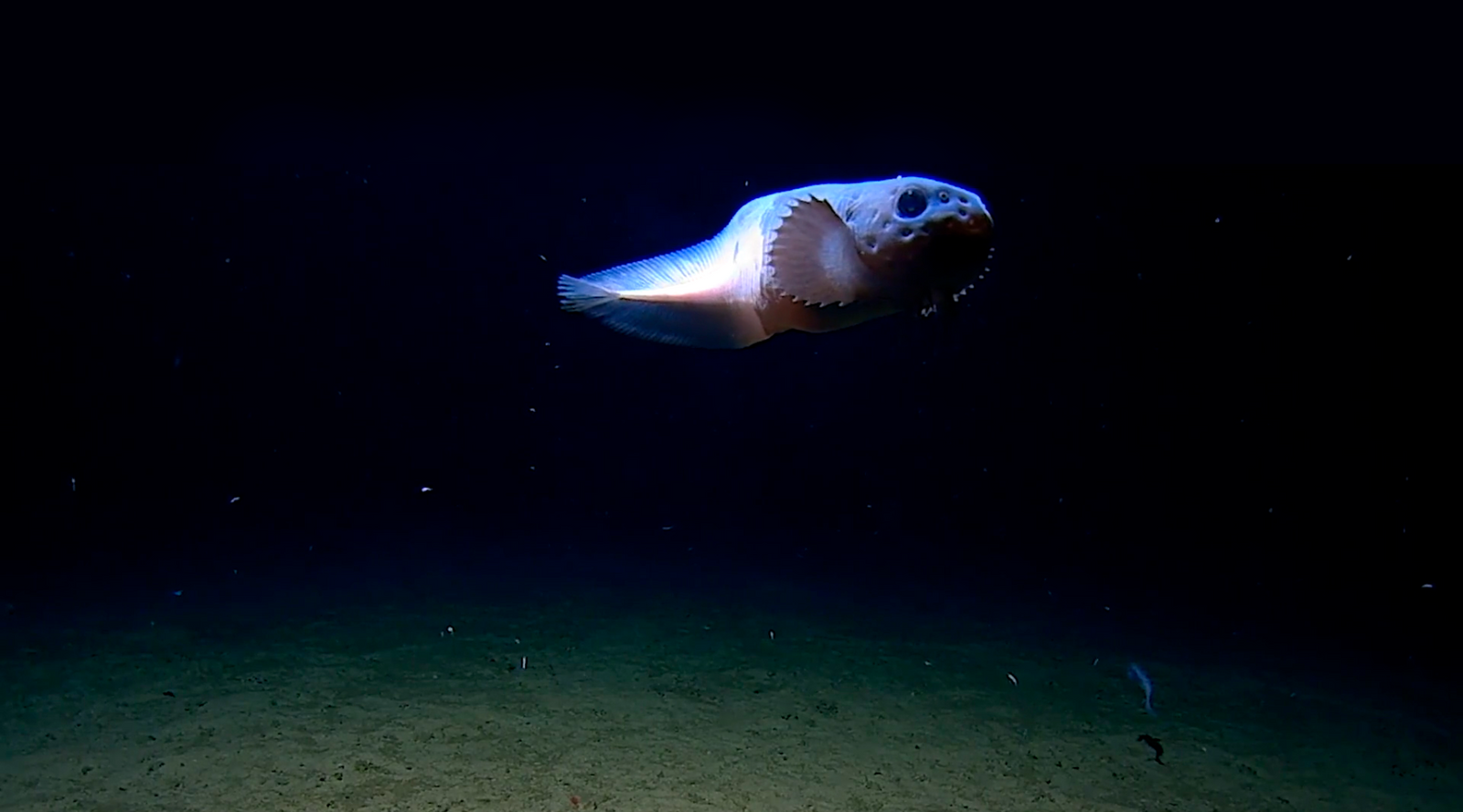 Los Misterios del Océano Profundo se toman el Café Científico de octubre