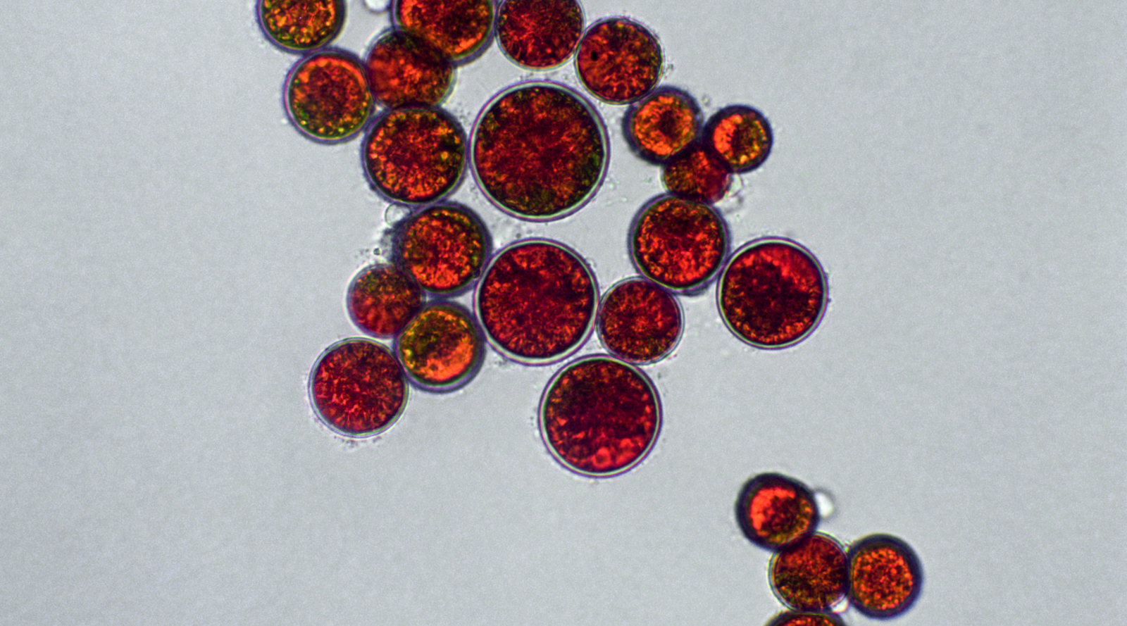 La Astaxantina será la protagonista del primer Café Científico 2024