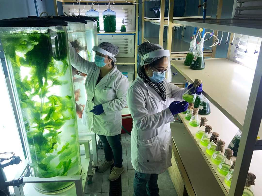 Nutrimar y la Ciencia de las Algas Comestibles lideran un nuevo Café Científico