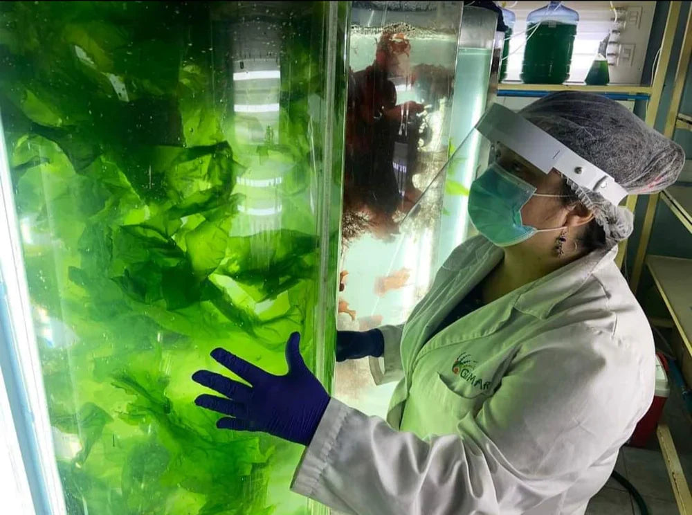 Investigadores del Laboratorio GIBMAR y la Facultad de Farmacia UdeC adjudican financiamiento para proyecto de Tecnologías Avanzadas