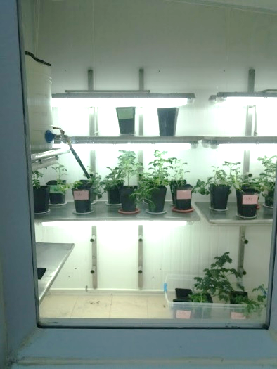 Reservas e informaciones: dircb@udec.cl, patrisaez@udec.cl